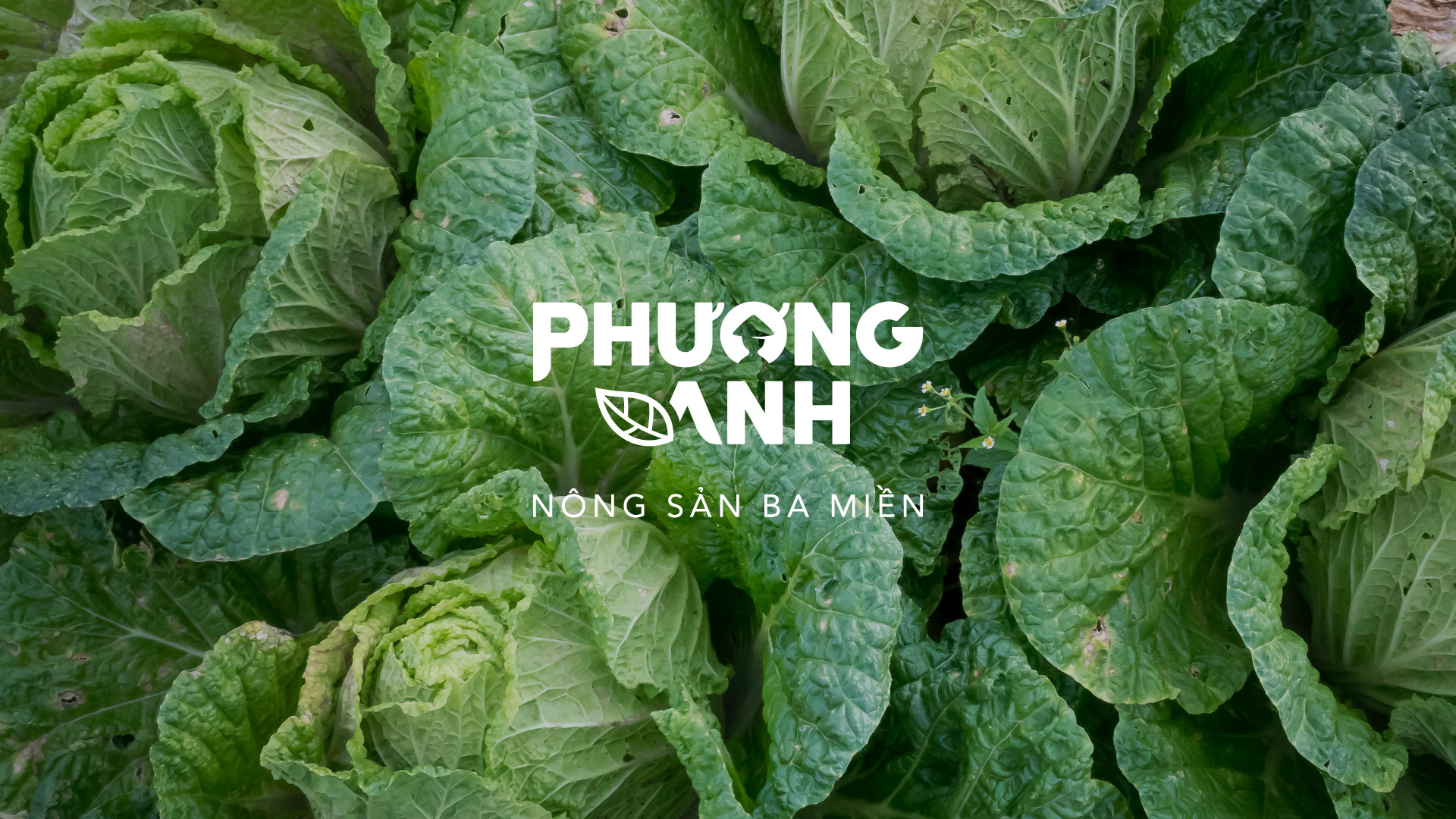 農(nóng)業(yè)品牌VI設計
